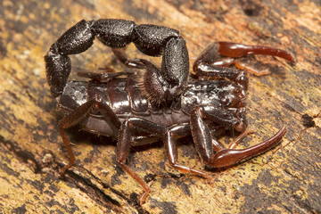 Scorpion, Butheidae, Jampue hills, Tripura , India