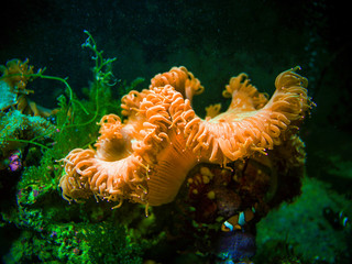 Clownfish in a colorful sea anemone in Andaman sea