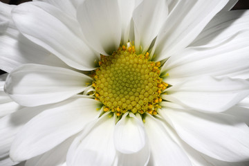 Obraz premium Flower 