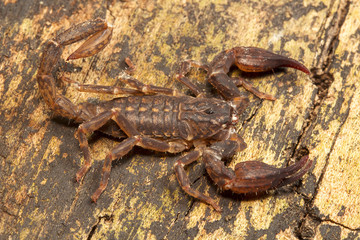 Scorpion, Chaerilus pictus, Chaerilidae, Jampue hills, Tripura , India