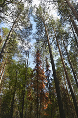 View of the colorful trees in the dense forest.