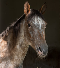 Beautiful horse portrait