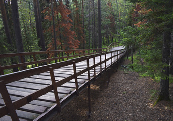 Wooden, long staircase in the green forest.