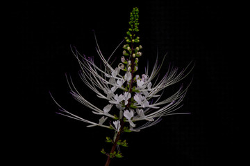 Abstract soft blurred and soft focus of Java tea, Kidney tea plant,Catâs whiskers,Orthosiphon aristatus,Lamiaceae,Labiatae,plant with the black copy space background. The herb in Thailand.