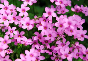 Pink flowers of pink-sorrel or windowbox wood-sorrel (Oxalis articulata Savigny)	