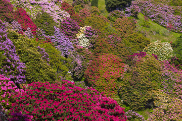 beautiful rhododendron in National national Park located in Italy