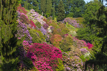 Beautiful rhododendron in National national Park located in Italy