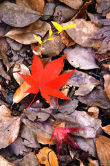 Autumn scenery where fallen leaves are colored