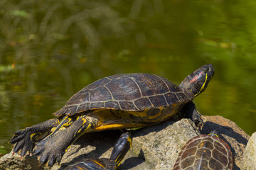 Obraz premium Sunbathing of beautiful turtle in pond in a spring day
