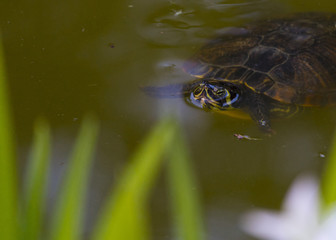Sunbathing of beautiful turtle in pond in a spring day