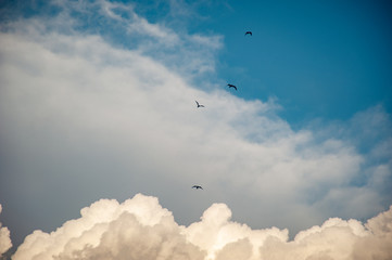 Birds against the background of fluffy clouds