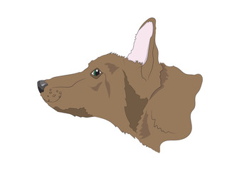 dog portrait profile, look down