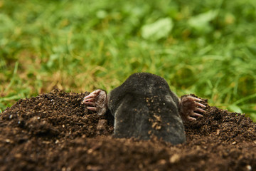 Close up of Mole in garden. Talpa europaea, crawling out of brown molehill, green grass lawn background. Selective focus