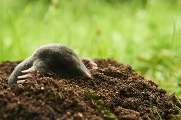 Close up of Mole in garden. Talpa europaea, crawling out of brown molehill, green grass lawn background. Selective focus