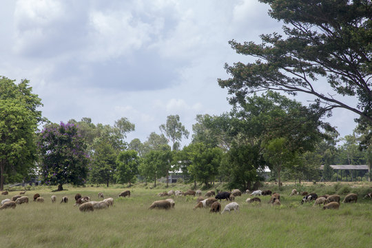 Sheep and goats on the meadow