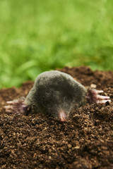 Close up of Mole in garden. Talpa europaea, crawling out of brown molehill, green grass lawn background. Selective focus