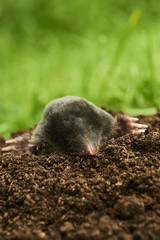 Close up of Mole in garden. Talpa europaea, crawling out of brown molehill, green grass lawn background. Selective focus