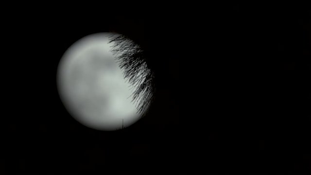 Footage of a full moon behind pine needles.  Shot on a Blackmagic Ursa Mini Pro 4.6k with a Sigma 150-600mm f/5-6.3.