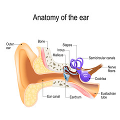 Ear anatomy.