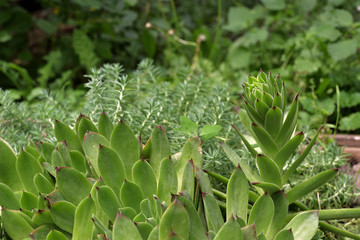 Fototapeta premium Closeup of succulent Sempervivum tectorum. green background.