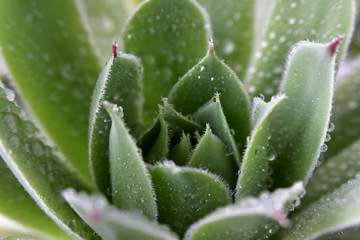 Closeup of succulent Sempervivum tectorum with water drops
