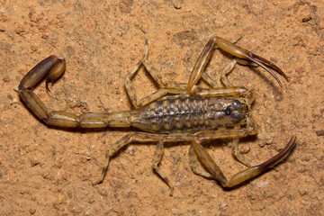 Scorpion, Isometrus sp, Butheidae, Alludu, Andhra Pradesh