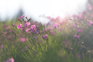 Blumen