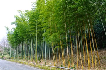 Bamboo grove	
