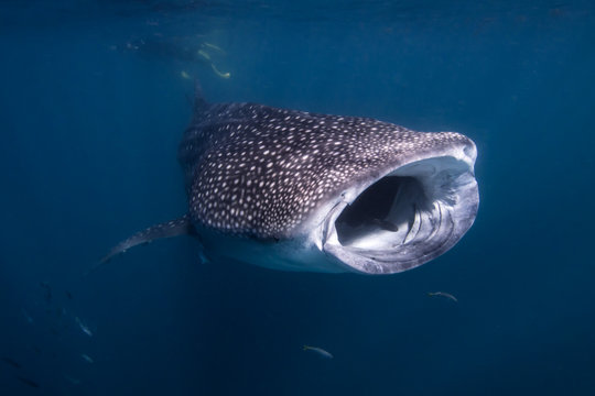 Whale Shark Feeding On The Ningaloo Reef