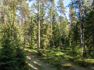 drone image. aerial view of rural area with fields and forests