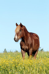 Finnhorse at pasture filled with yellow flowers. © Petri