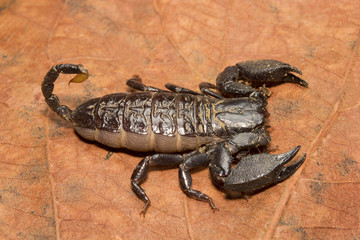 Scorpion, Liocheles nigripes, Hemiscopiidae, Madhya Pradesh