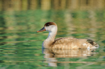 Red-crested Pochard (Netta Ruffina) photographed at Lake Garda.