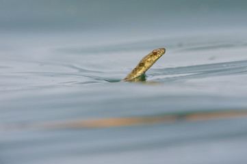 Water snake with uniform background.