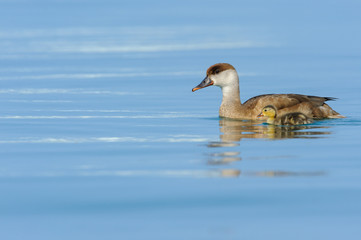 Red-crested Pochard (Netta Ruffina) photographed at Lake Garda.