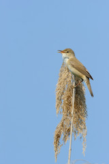 Great Reed-warbler (Acrocephalus arundinaceus) leaning on a cane with a uniform background