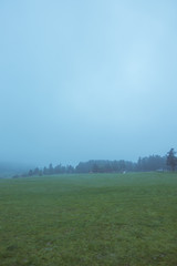 The prairie after the rain