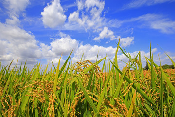 The autumn rice fields