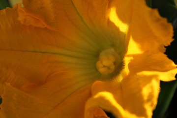 Prticolare di un fiore giallo