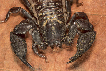 Scorpion, Liocheles nigripes, Hemiscopiidae, Madhya Pradesh