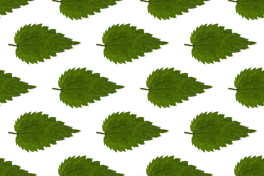 Seamless abstract texture: leaves of the common nettle on white background