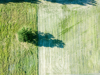 drone image. aerial view of empty cultivated fields with lonely tree in the middle
