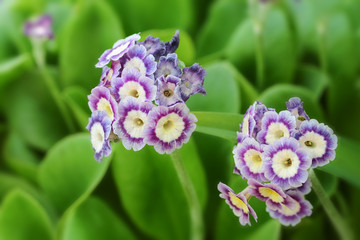 Flower Primula Pubescens