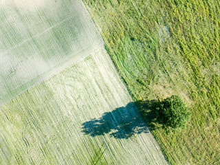 drone image. aerial view of empty cultivated fields with lonely tree in the middle