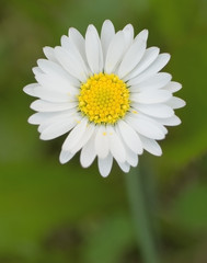 Fototapeta premium White and yellow single daisy 