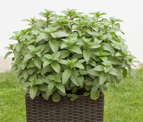 Naklejka premium Lemon balm in the flowerpot