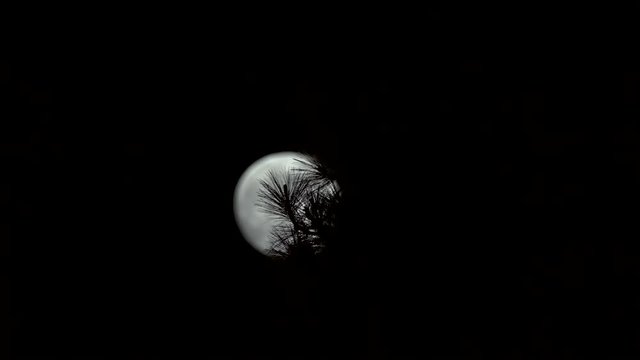 Footage of a full moon disappearing behind a branch.  Shot on a Blackmagic Ursa Mini Pro 4.6k with a Sigma 150-600mm f/5-6.3.