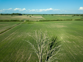 Obraz premium drone image. aerial view of empty cultivated fields with lonely tree in the middle