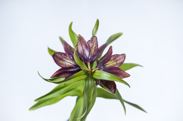 Obraz premium Chocolate Lily - Top View
