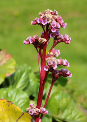 Flower Bergenia Cordifolia, velknown  medicinal plant 